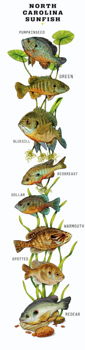 An illustration of bream