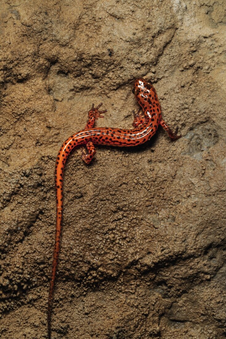A cave salamander.
