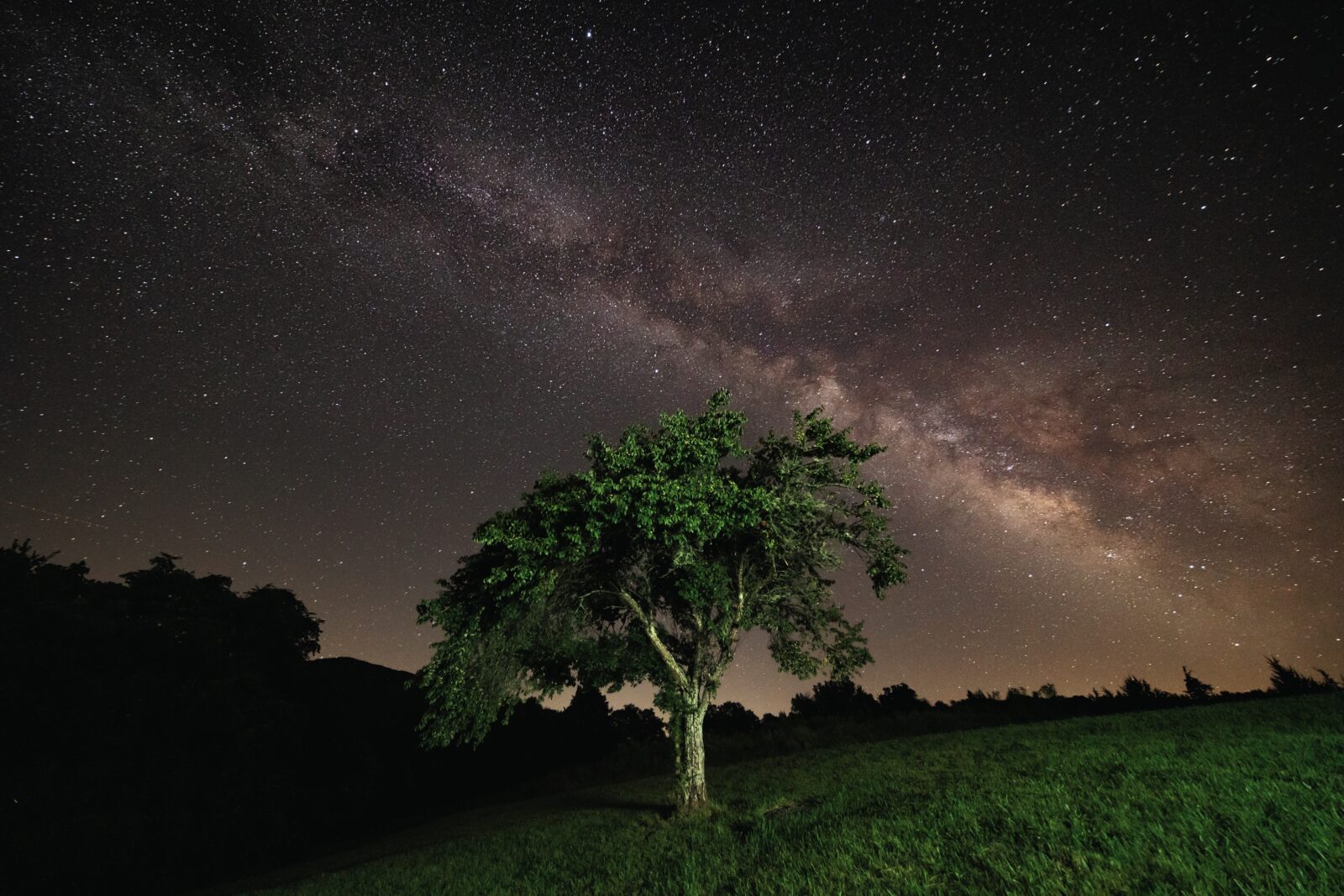 A landscape with a starry sky and tree