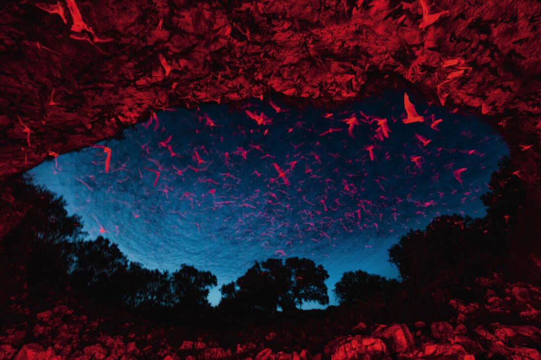 A cave with bats