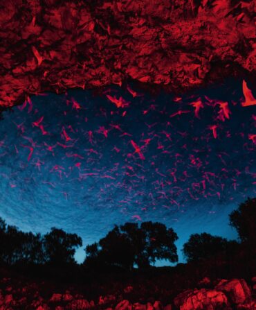 A cave with bats