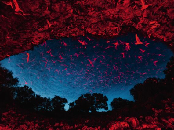 A cave with bats