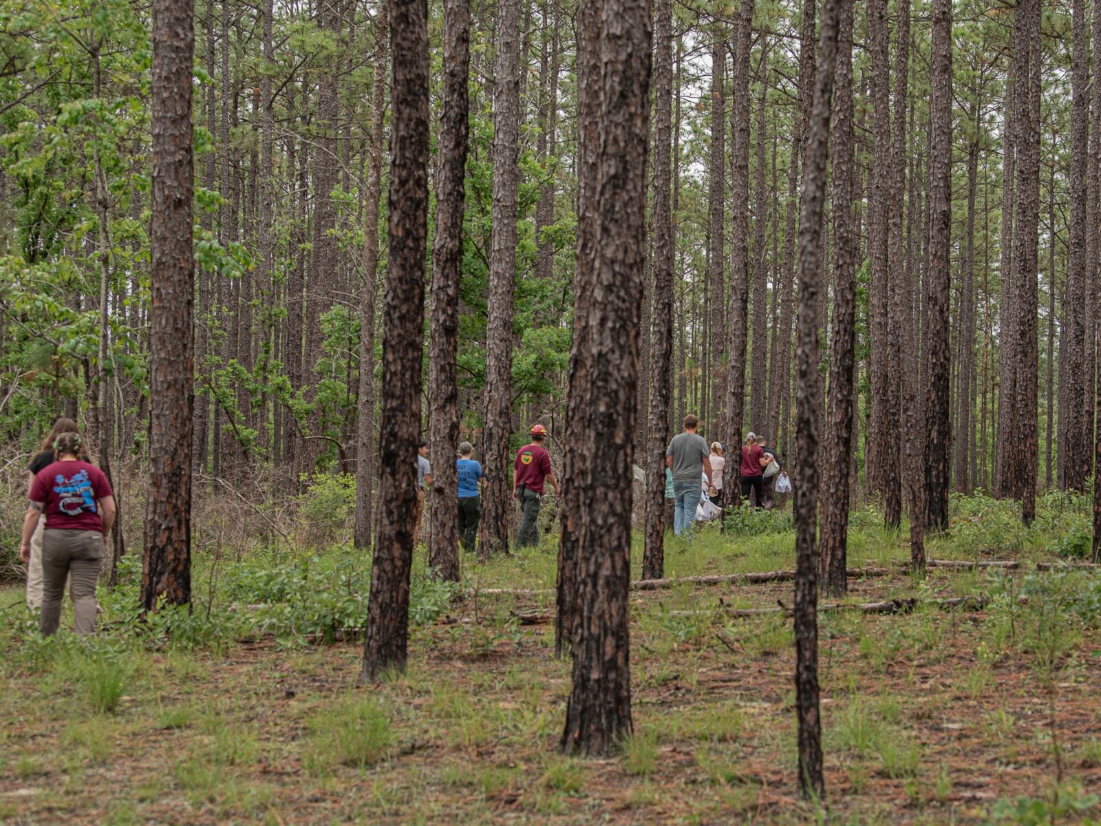 The many partners on the program trek through the longleaf pines in Alabama’s Conecuh National Forest.