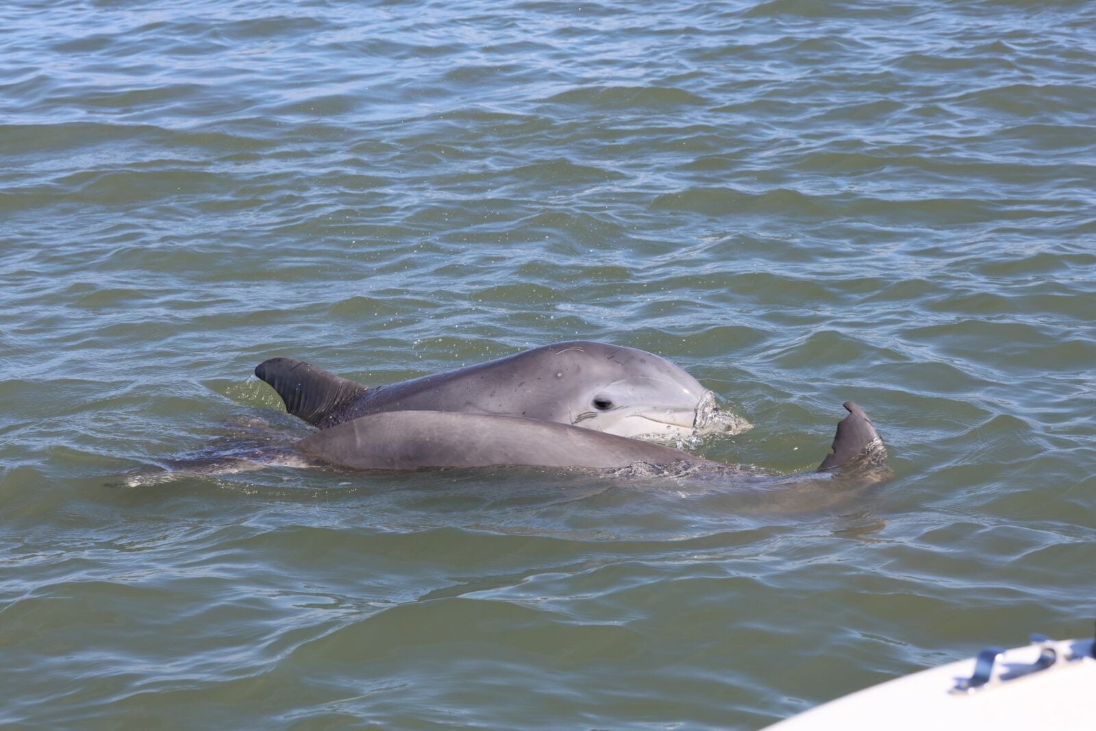 Against All Odds, a Tailless Dolphin and Its Devoted Mom Keep Swimming