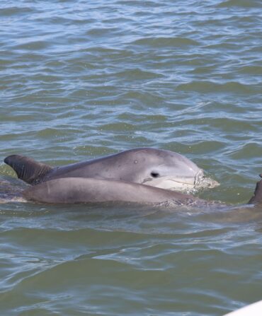 image of a dolphin calf swimming alongside it's mother