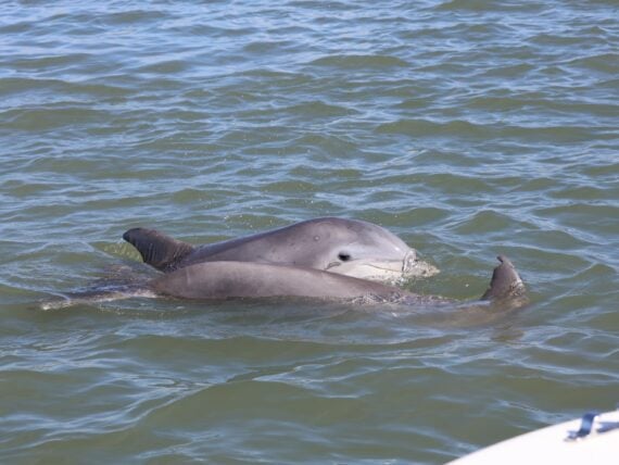 image of a dolphin calf swimming alongside it's mother