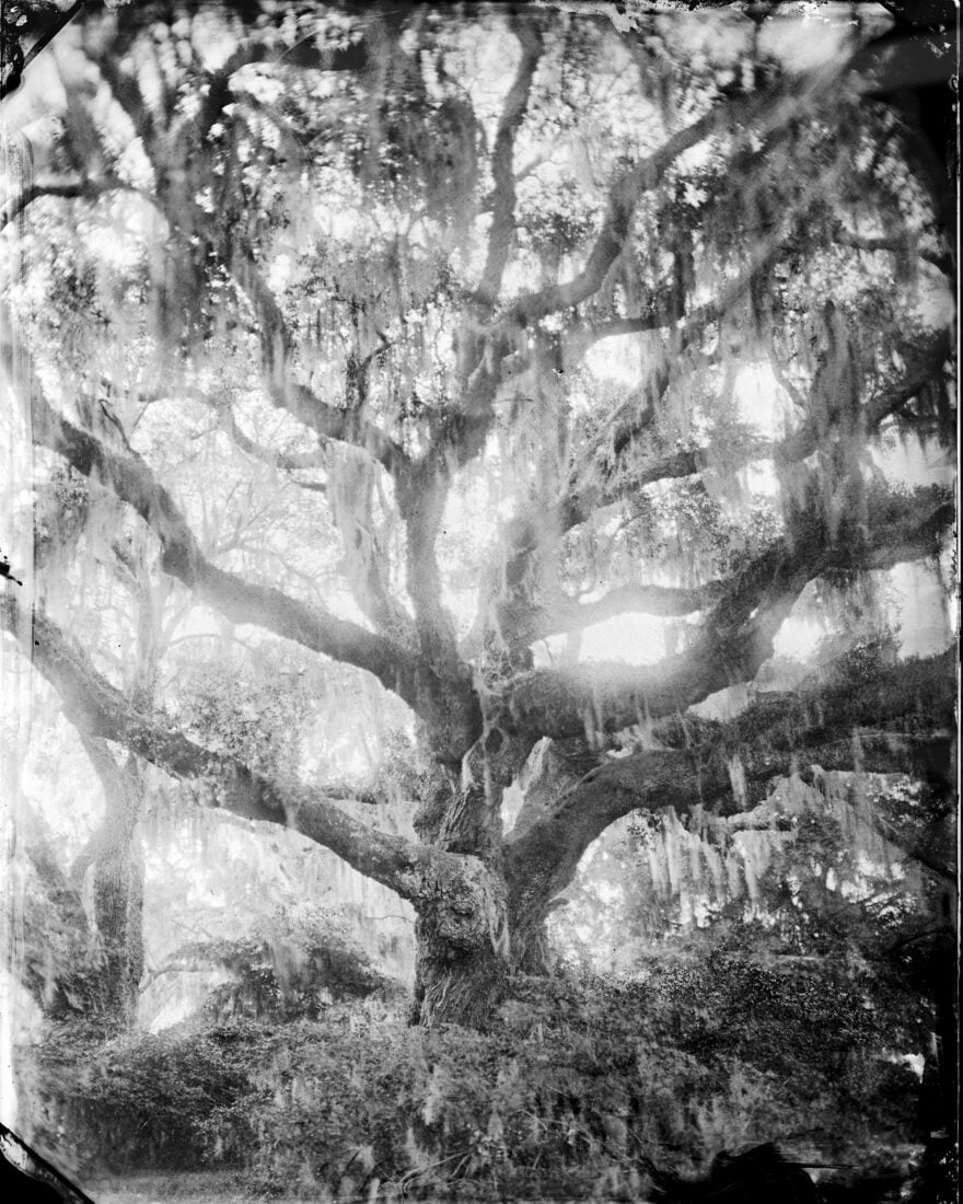 A black and white tree