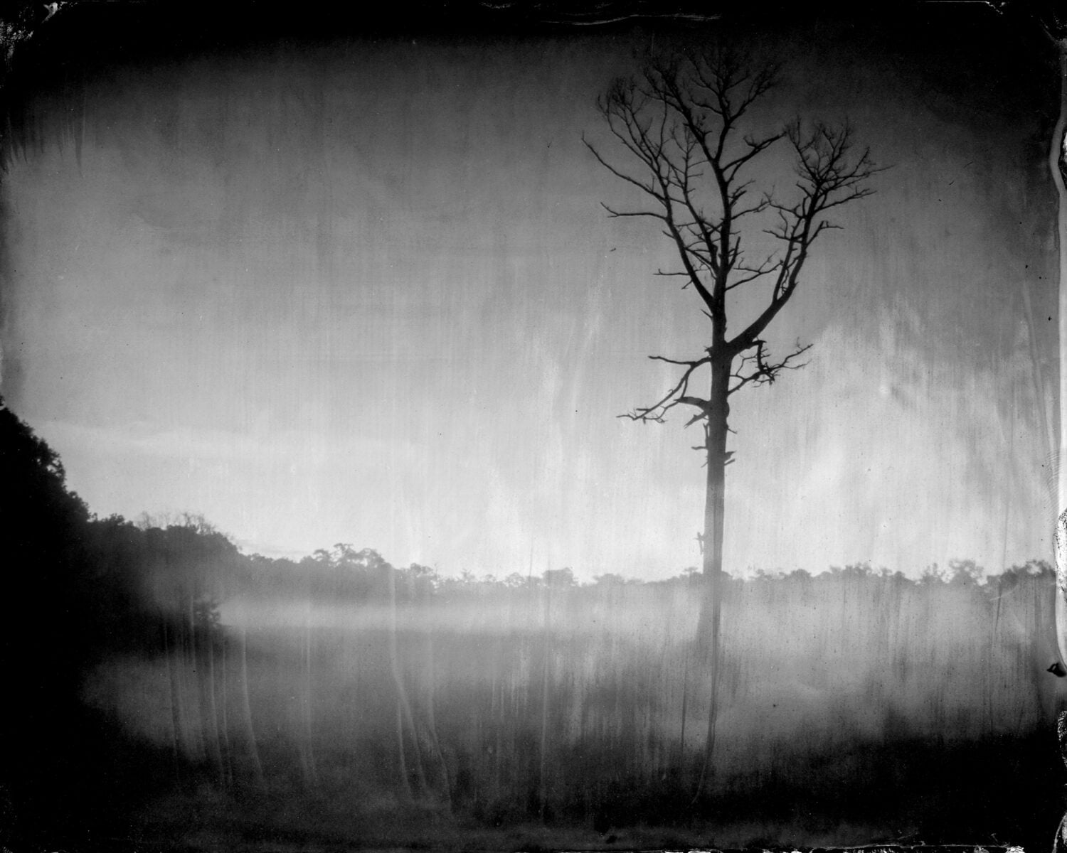 A misty tree in a landscape