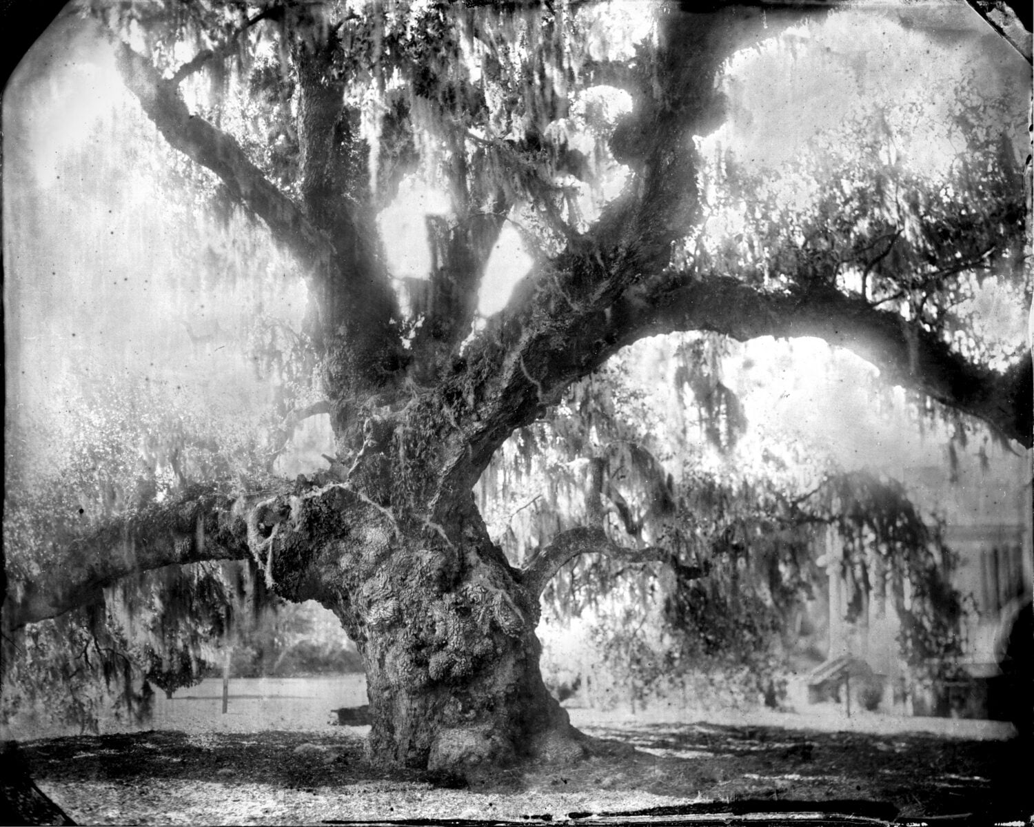 gardenandgun.com - Gabriela Gomez-Misserian - A Charleston Historian Used an Antique Photography Method to Blur Past and Present, with Stunning Results