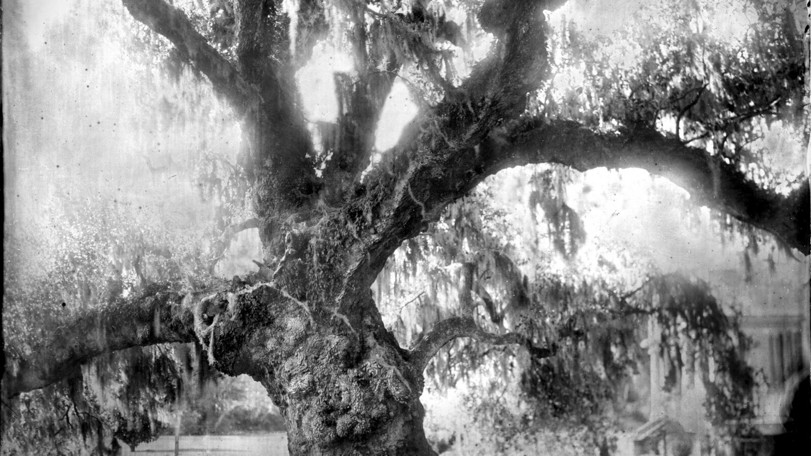 An oak tree