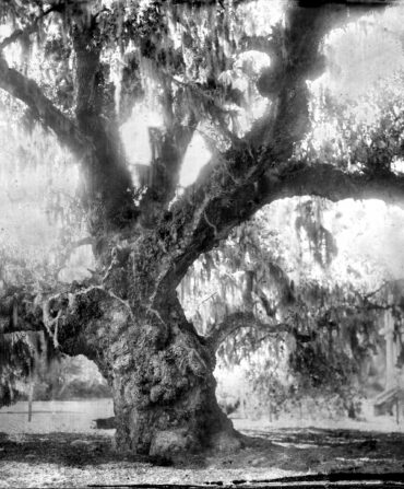 An oak tree