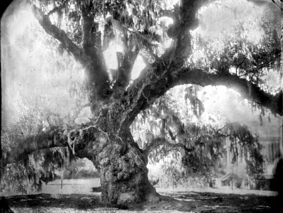An oak tree