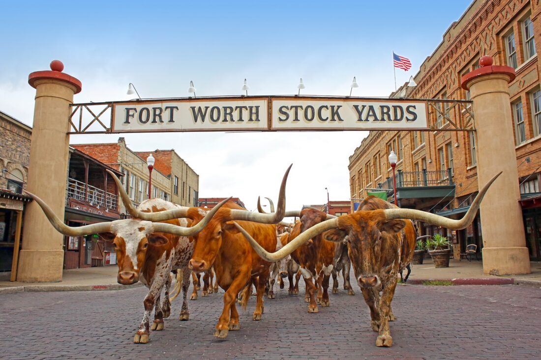 Cows in a street