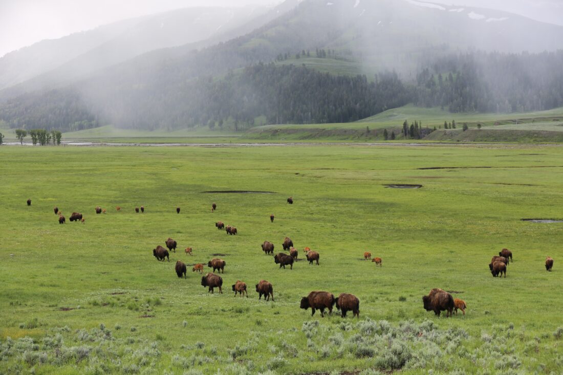 Bison in Yellowstone