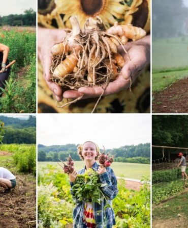 A collage of gardening