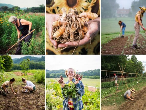 A collage of gardening