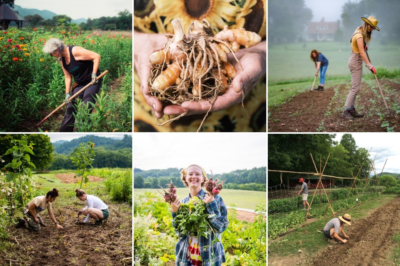 A collage of gardening
