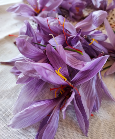 saffron flowers