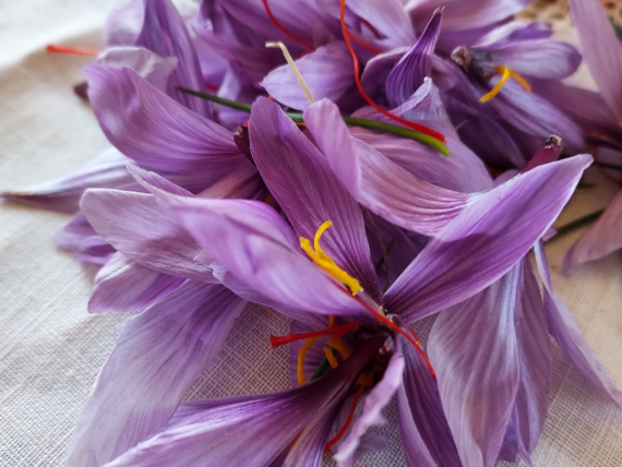saffron flowers