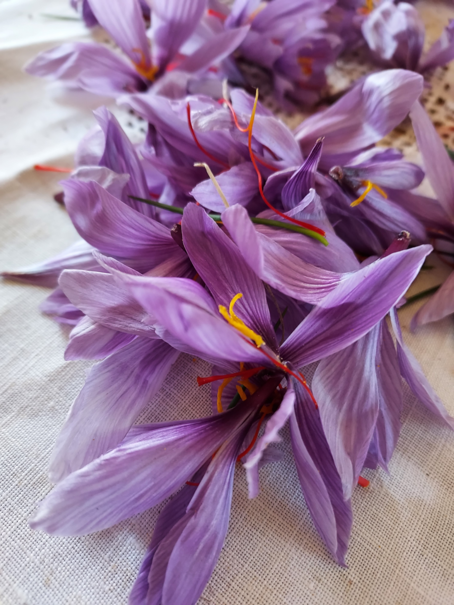 saffron flowers