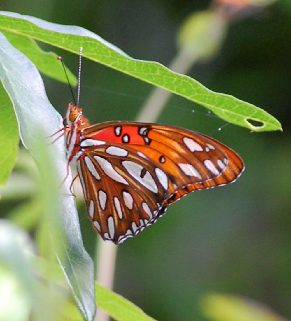 A gulf fritillary butterfly