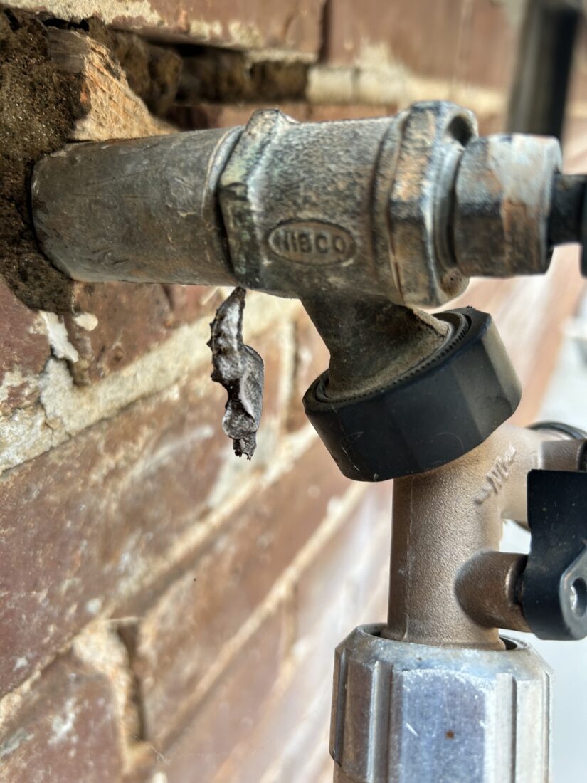 A gulf fritillary chrysalis on a pipe