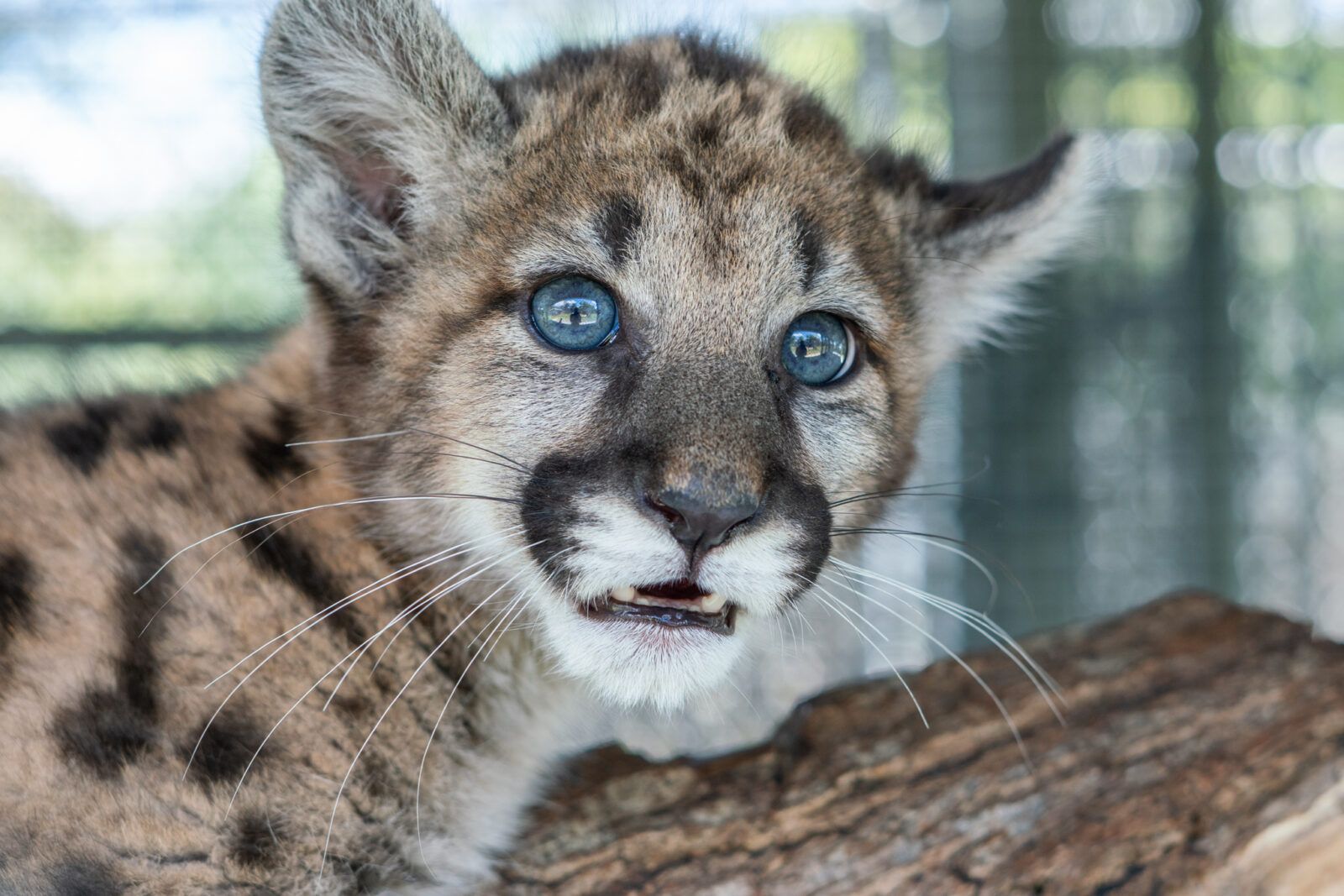 a baby panther