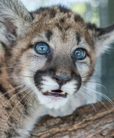 a baby panther