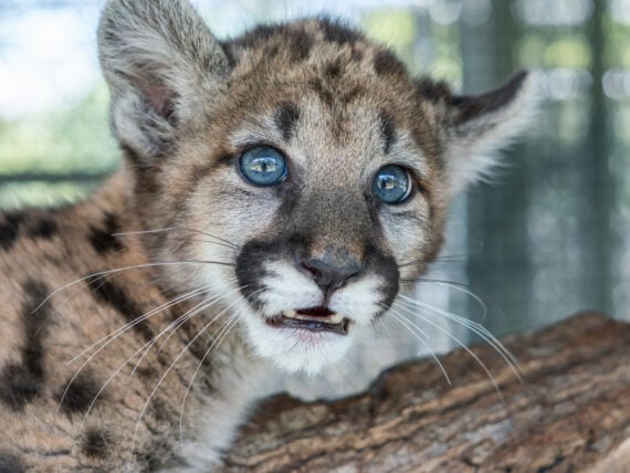 a baby panther