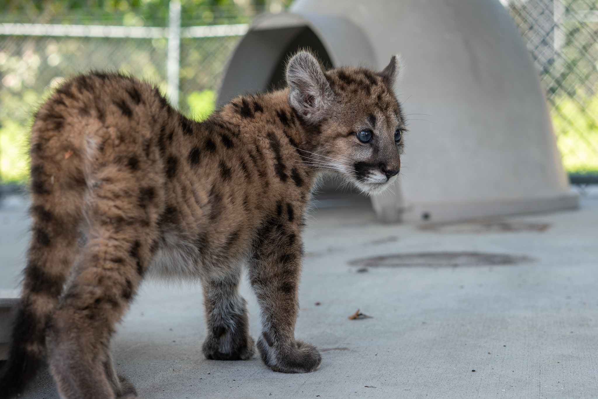 florida panther kitten full image