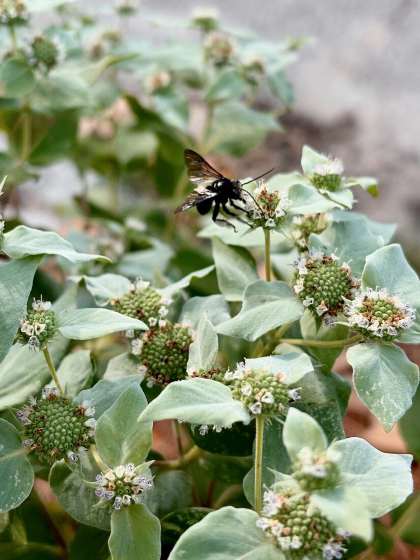 A bee on mountain mint