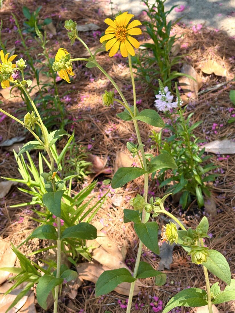 Cheery starry rosinweeds and ‘Pink Manners’ obedient plants. 