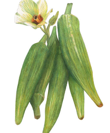 An illustration of okra