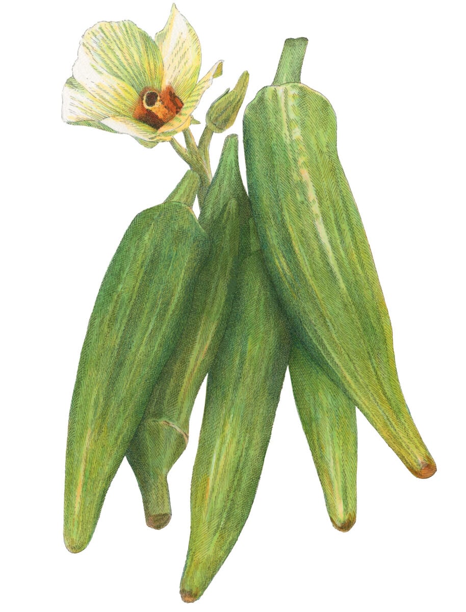 An illustration of okra