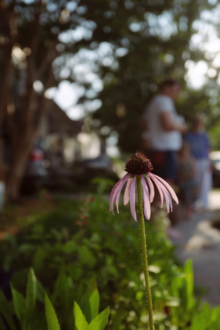 A pale purple coneflower