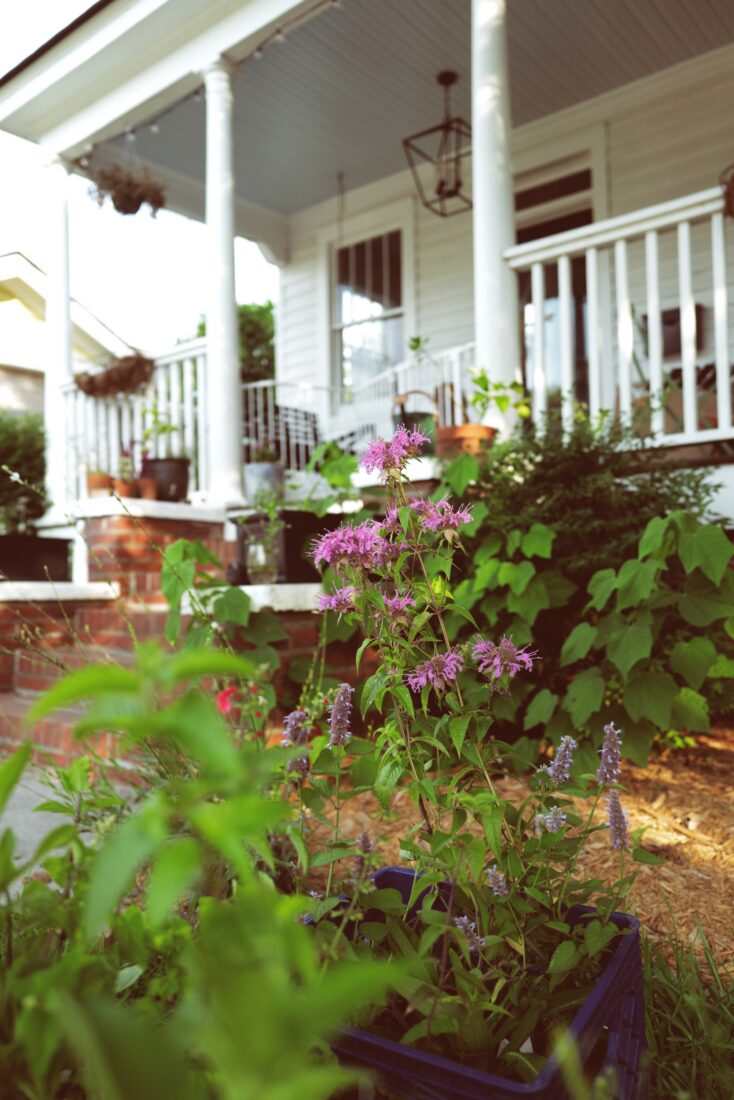 Purple flowers in front of a house
