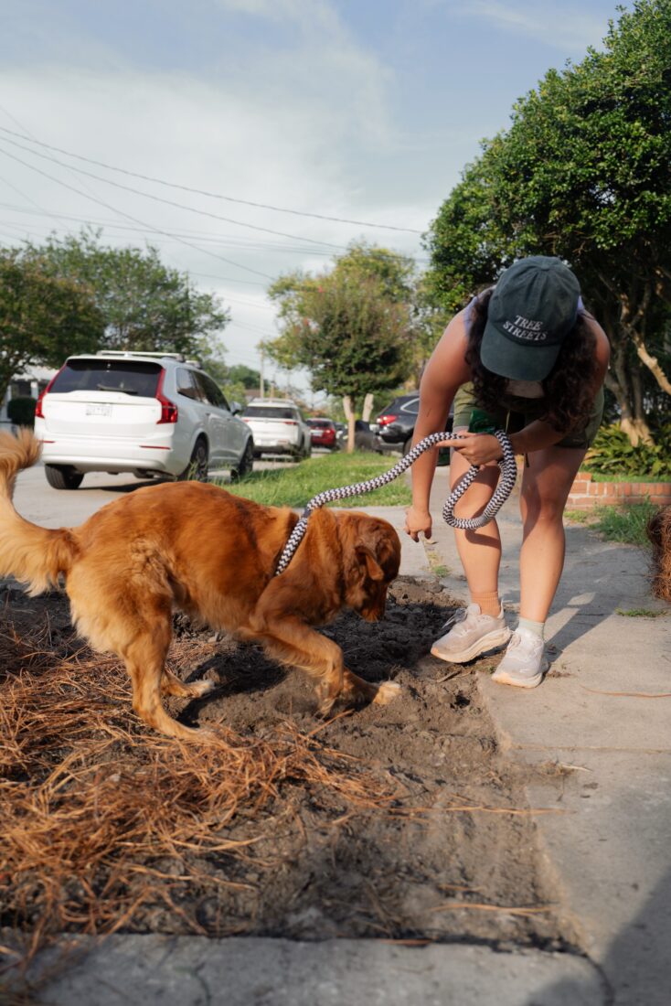A dog digs a hole