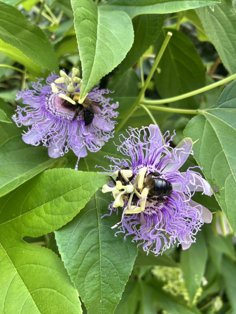 Bumblebees on a flower