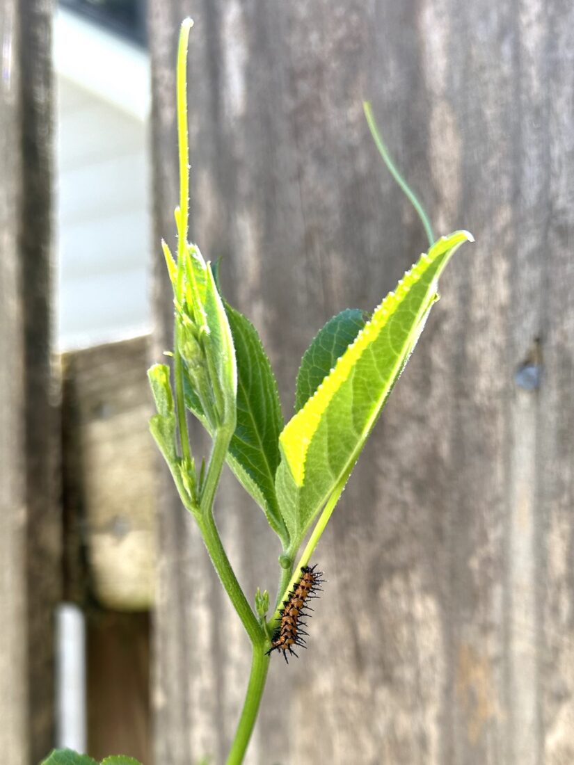 A gulf fritillary caterpillar on a passionflower vine