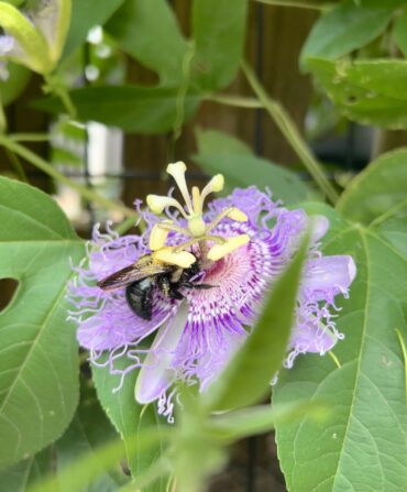 A bumblebee on a passionflower