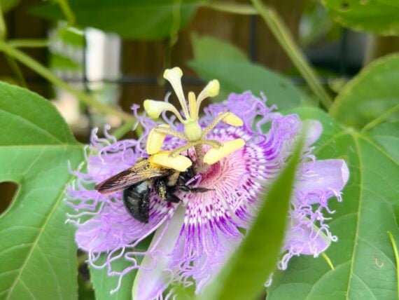 A bumblebee on a passionflower
