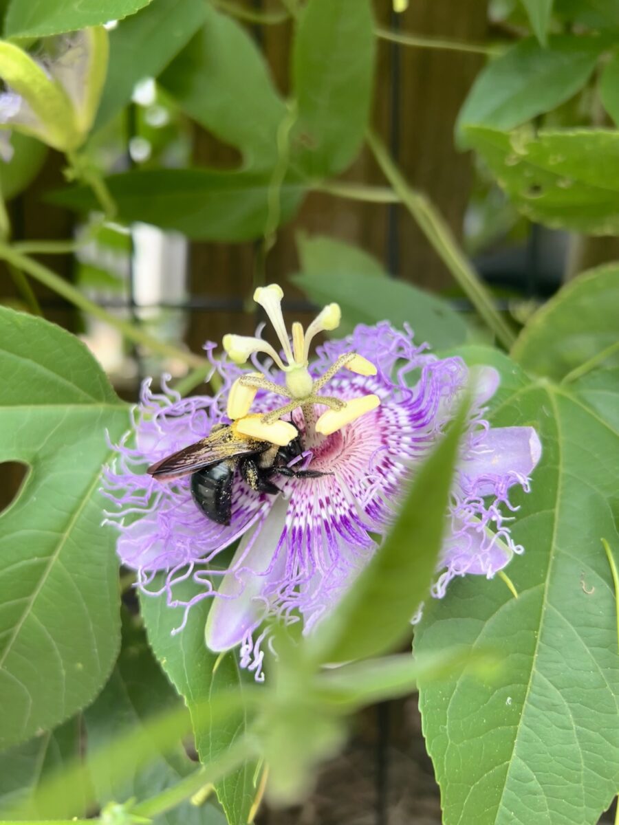 A bumblebee on a passionflower