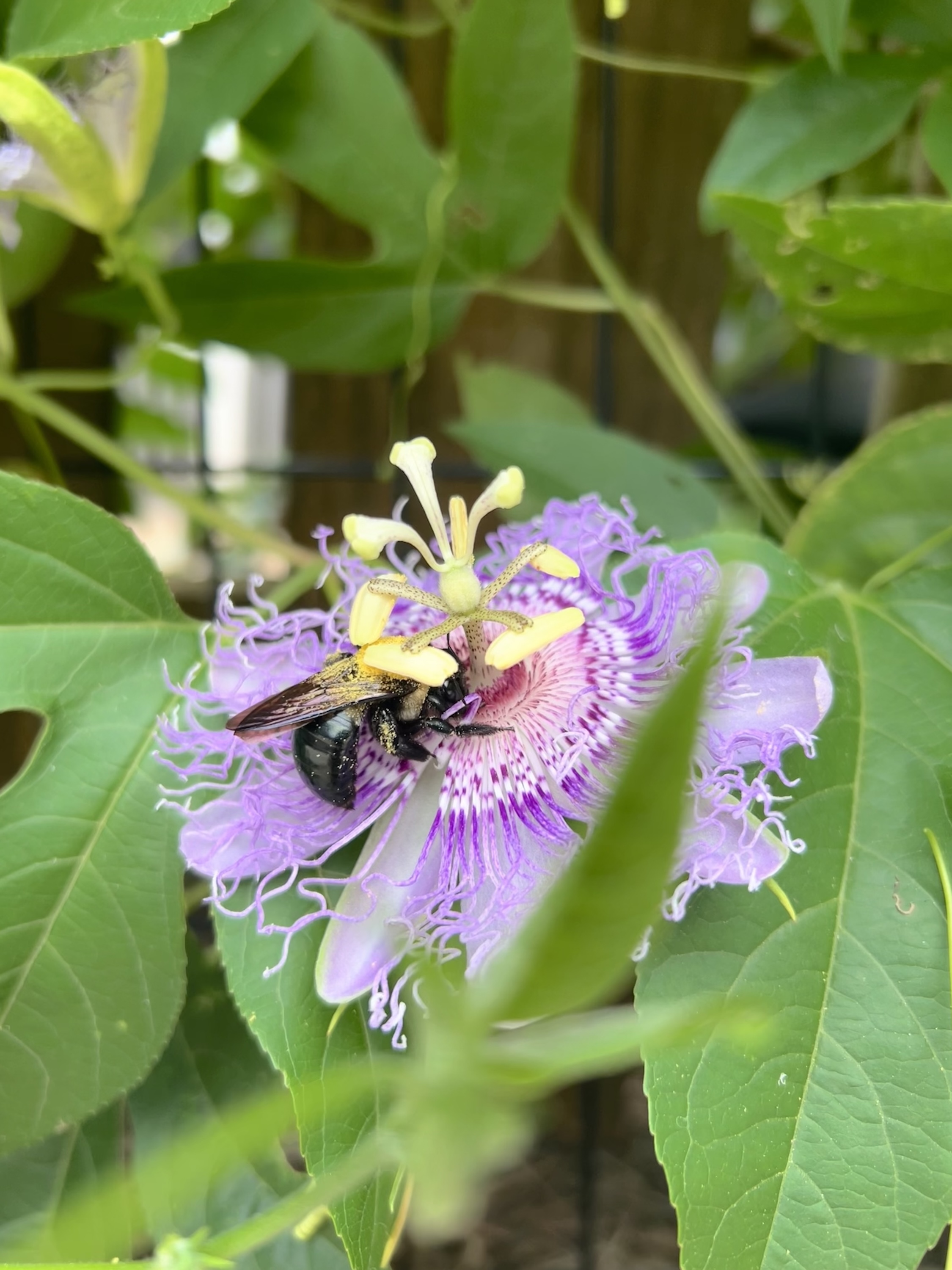 gardenandgun.com - Gabriela Gomez-Misserian - Plant This If You Want an Incredible Butterfly Nursery and Bumblebee Hotel
