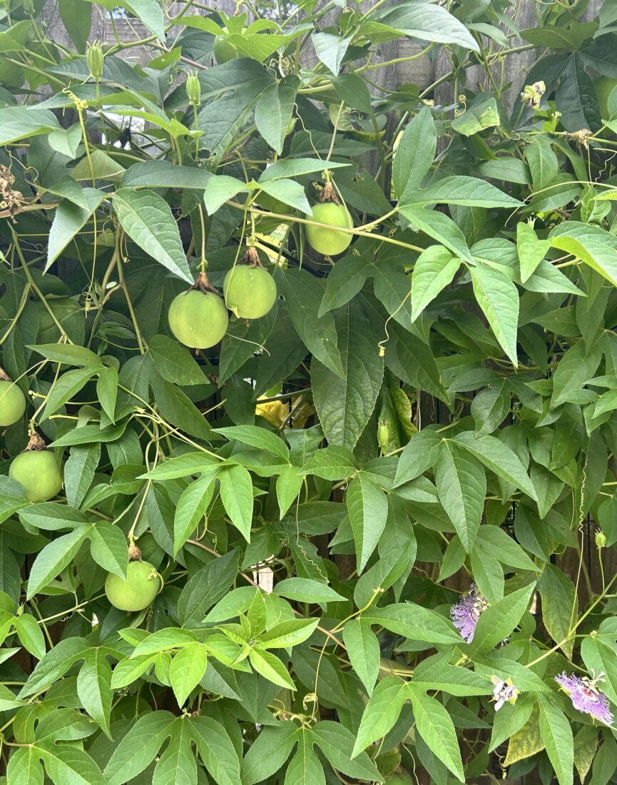 Maypop fruit on a vine