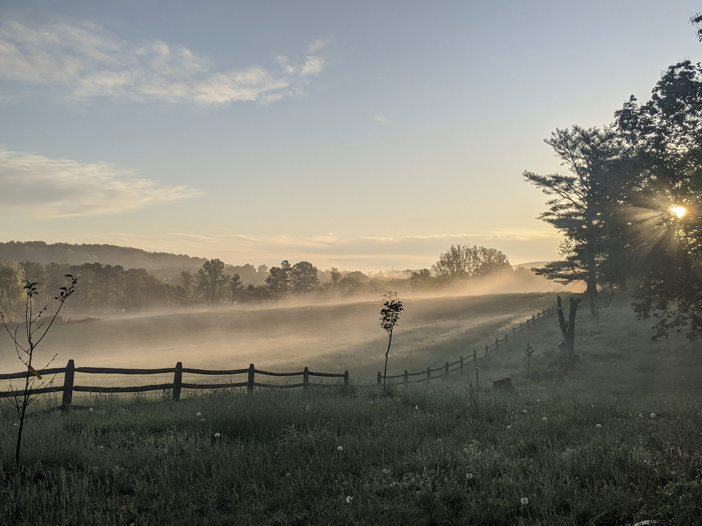 a foggy field in the morning