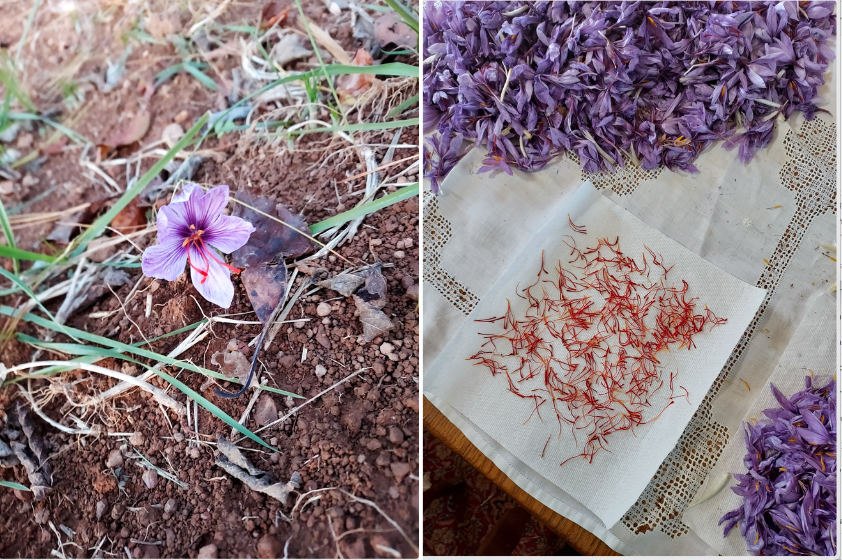 saffron petals and flower