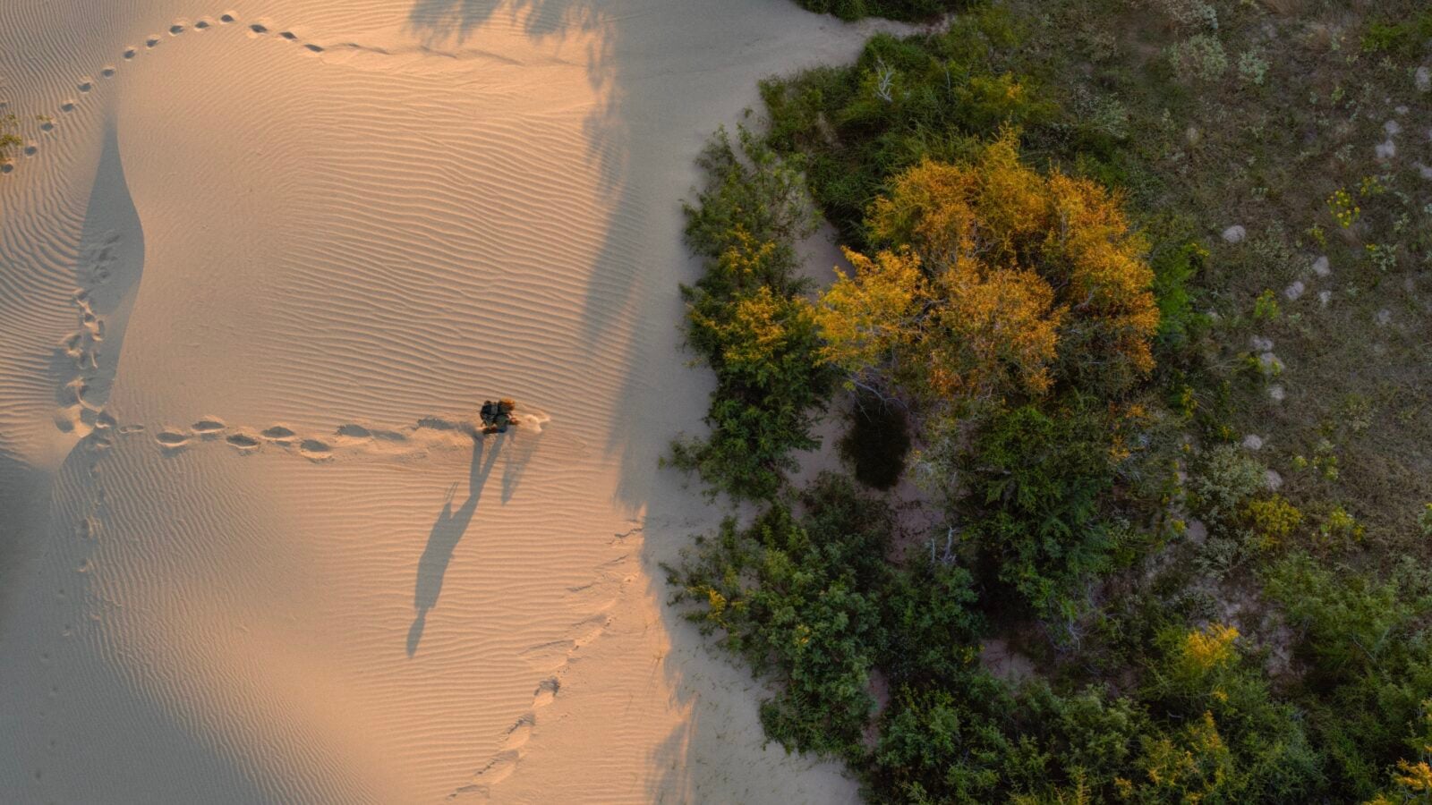 A man walks from sand to scrub