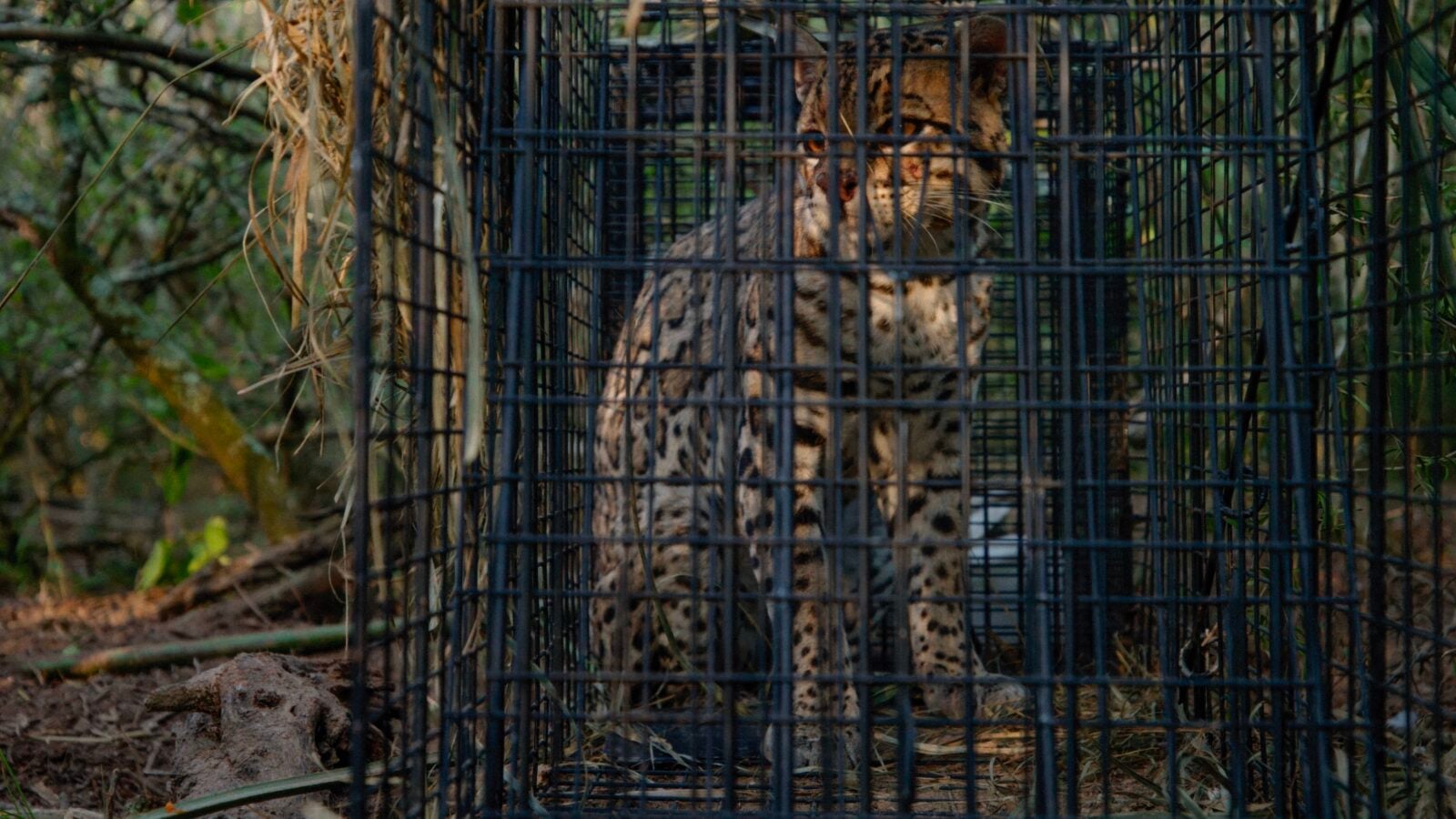 An ocelot in a cage