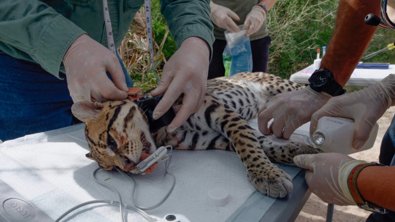 A sedated ocelot on a field station table