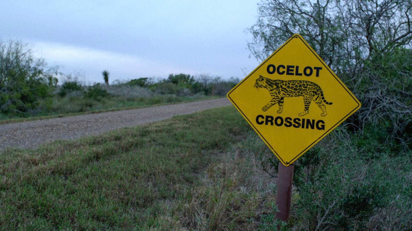 An ocelot crossing sign by a road